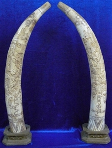 Picture of 28" Pair of Antique Bone Dragons Tusks (F28DD)
