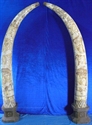 Picture of 80" Pair of Antique Bone Tusks - 8 Fairies (F80-1)