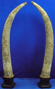 Picture of 80" Pair of Antique Bone Tusks - 18 Immortals (F80-2)