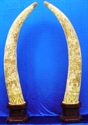 Picture of 70" Pair of Antique Bone Tusks - 8 Fairies (F70-1)