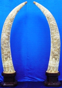 Picture of 70" Pair of Antique Bone Tusks - 4 Warriors (F70-2)