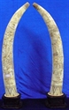 Picture of 40" Pair of Antique Bone Tusks - Monk and Tiger (F40-monk)