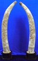 Picture of 40" Pair of Antique Bone Tusks - Dragon Phoenix (F40-DF)