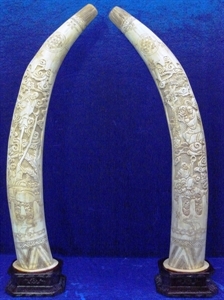 Picture of 28" Pair of Antique Bone Tusks - Monk & Tiger (F28-T)