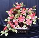 Picture of 20" Jade Bonsai Camellia (F567)