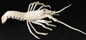 Picture of 21" Bone Lobster (Lb01)